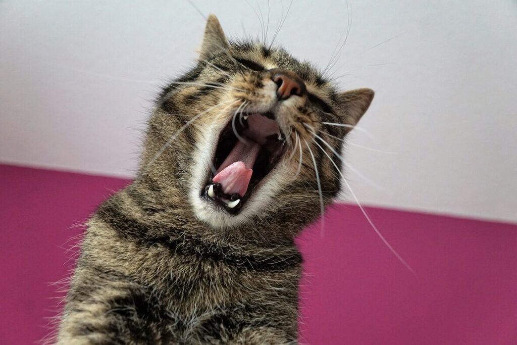 被暴力强迫喂药而应激的猫