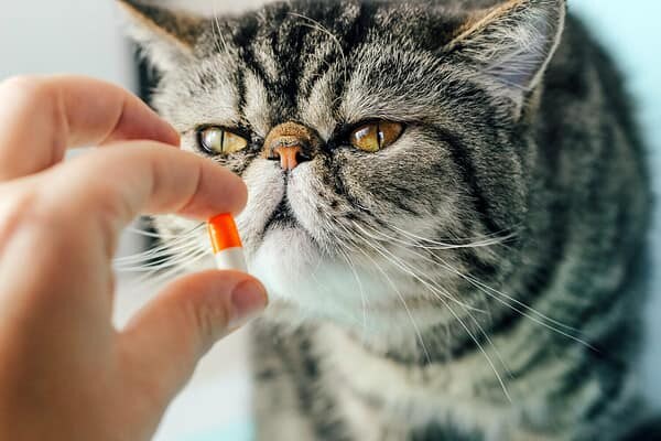 猫咪抗拒服药的场景