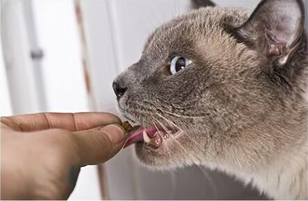 猫咪主动采食裹好药物的喂药皮